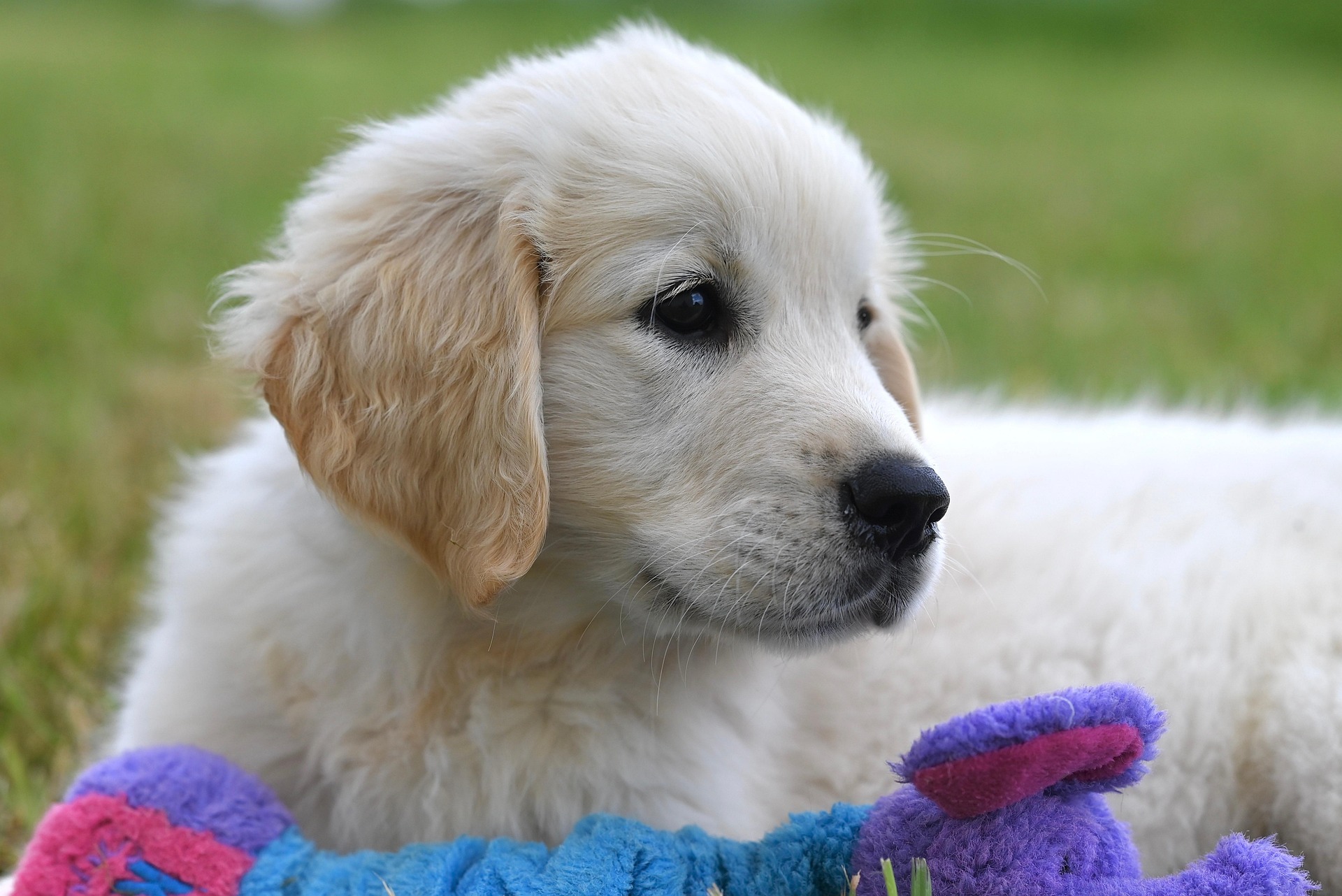 Golden retriever puppy 2