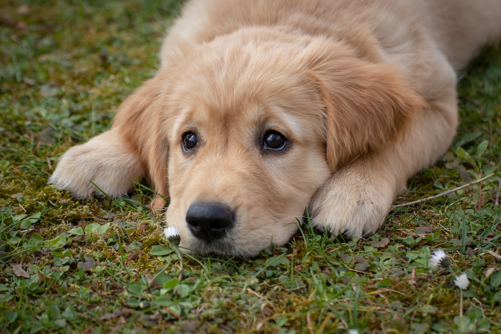 Golden retriever puppy 3