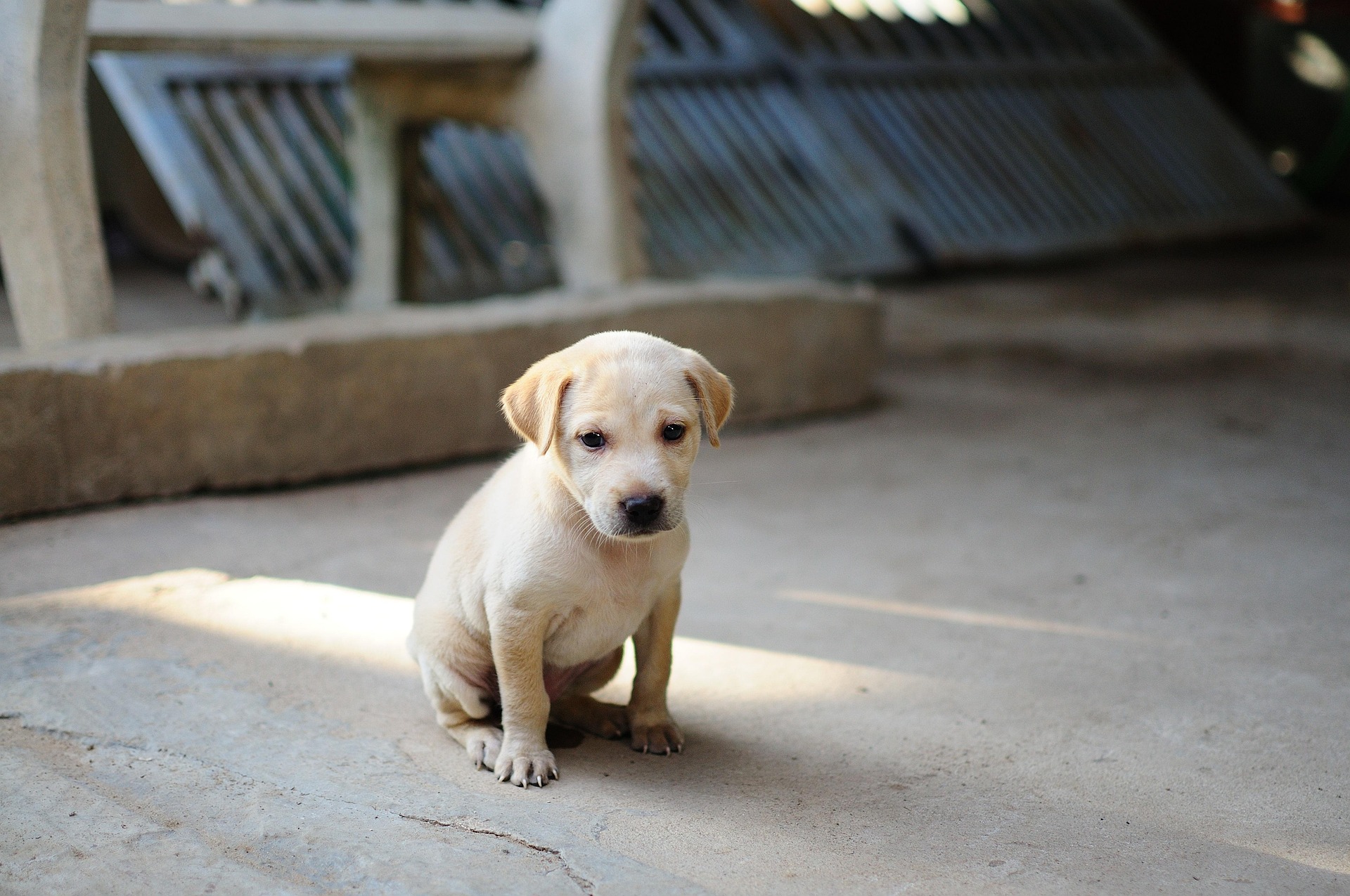 Labrador Puppy 2